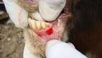 Maul- und Klauenseuche Rind © eufmd/fast