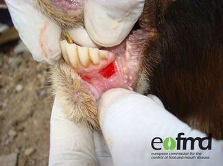 © eufmd/fast