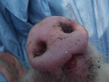 Maul- und Klauenseuche Schwein © eufmd/fast Maul- und Klauenseuche Schwein © eufmd/fast