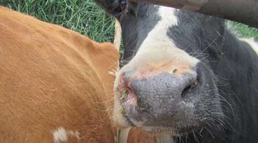 Maul- und Klauenseuche Rind © eufmd/fast Maul- und Klauenseuche Rind © eufmd/fast