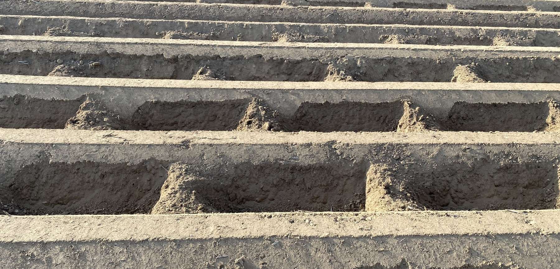 Anhäufung bei Kartoffeln .jpg © Günter Haslinger Anhäufung bei Kartoffeln .jpg © Günter Haslinger