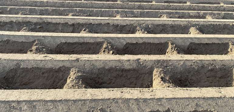 Anhäufung bei Kartoffeln .jpg © Günter Haslinger Anhäufung bei Kartoffeln .jpg © Günter Haslinger