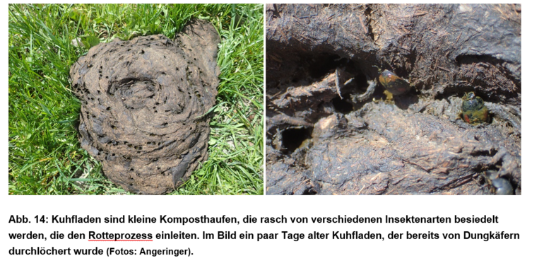 Kuhfladen.png © LK Steiermark/Angeringer Kuhfladen.png © LK Steiermark/Angeringer