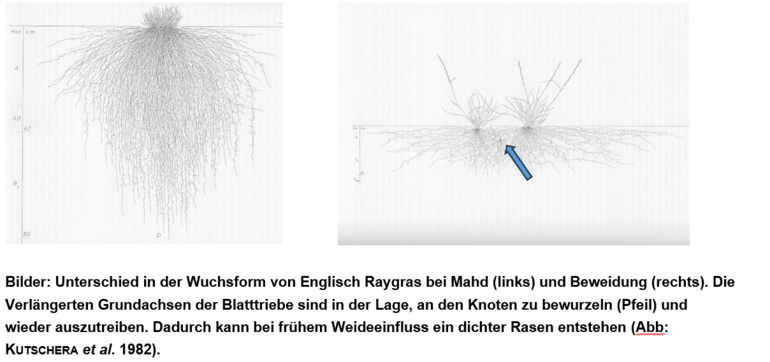 Unterschied Wuchsform.png © LK Steiermark/Angeringer Unterschied Wuchsform.png © LK Steiermark/Angeringer