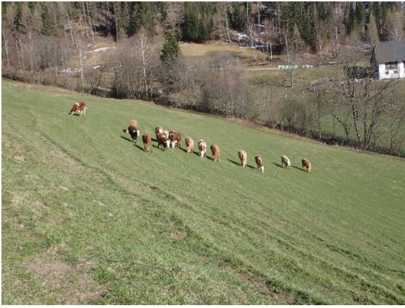 Vorweide.png © LK Steiermark/Angeringer Vorweide.png © LK Steiermark/Angeringer