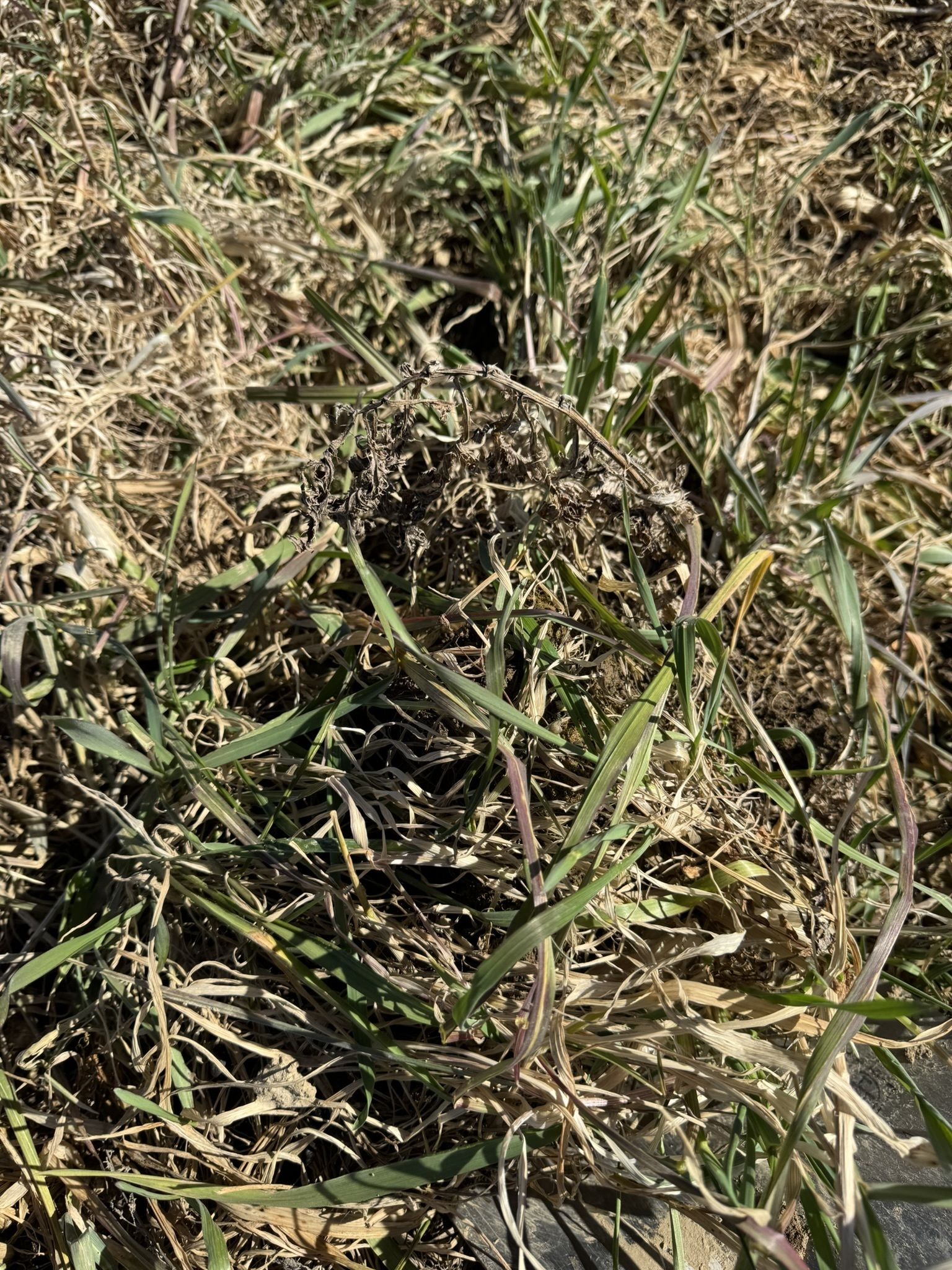 Variante 1: Wickroggen, geringe Entwicklung, sehr gute Unkrautunterdrückung © BWSB Variante 1: Wickroggen, geringe Entwicklung, sehr gute Unkrautunterdrückung © BWSB