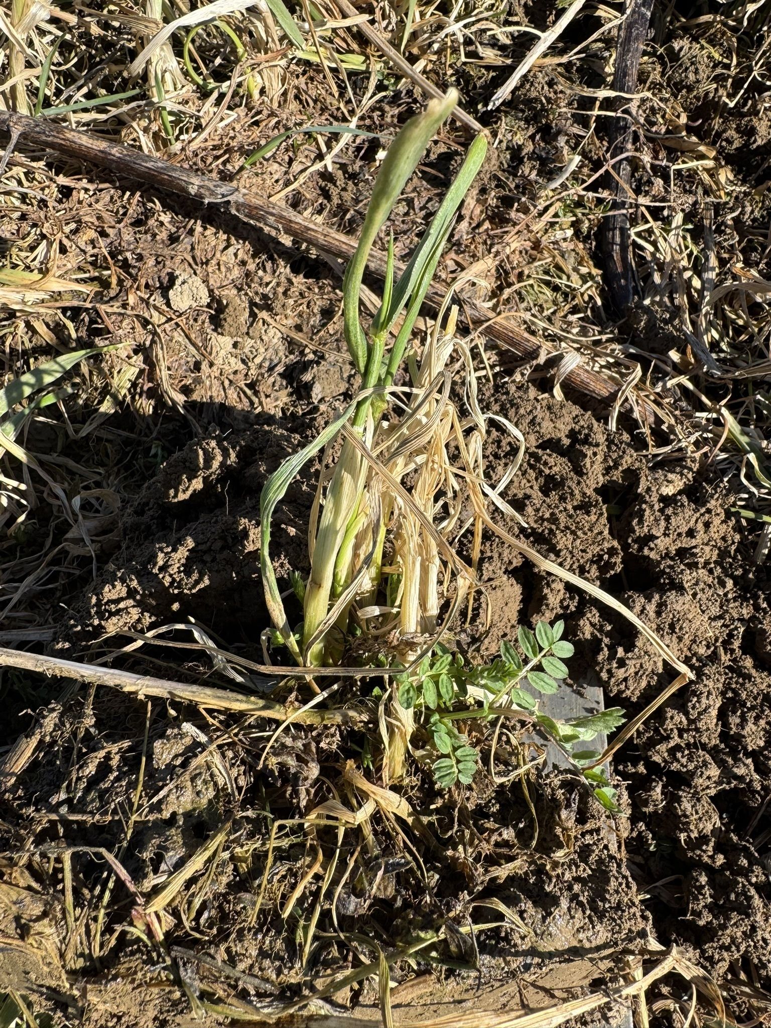 Variante 2: Wintertriticale- Zottelwicke, sehr gute Unkrautunterdrückung, wenig Triticale © BWSB Variante 2: Wintertriticale- Zottelwicke, sehr gute Unkrautunterdrückung, wenig Triticale © BWSB
