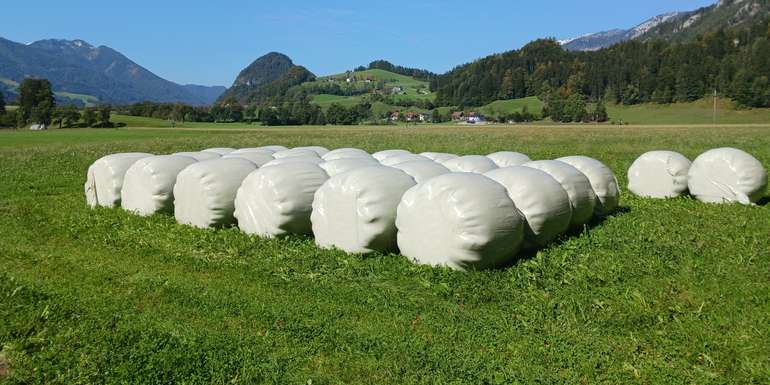 Lagerung Siloballen im Grünland.jpg © LK OÖ/Mandl Lagerung Siloballen im Grünland.jpg © LK OÖ/Mandl