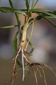 Winterweizen - weiße Kronenwurzeln länger als 3 cm.jpg © LK OÖ/Köppl
