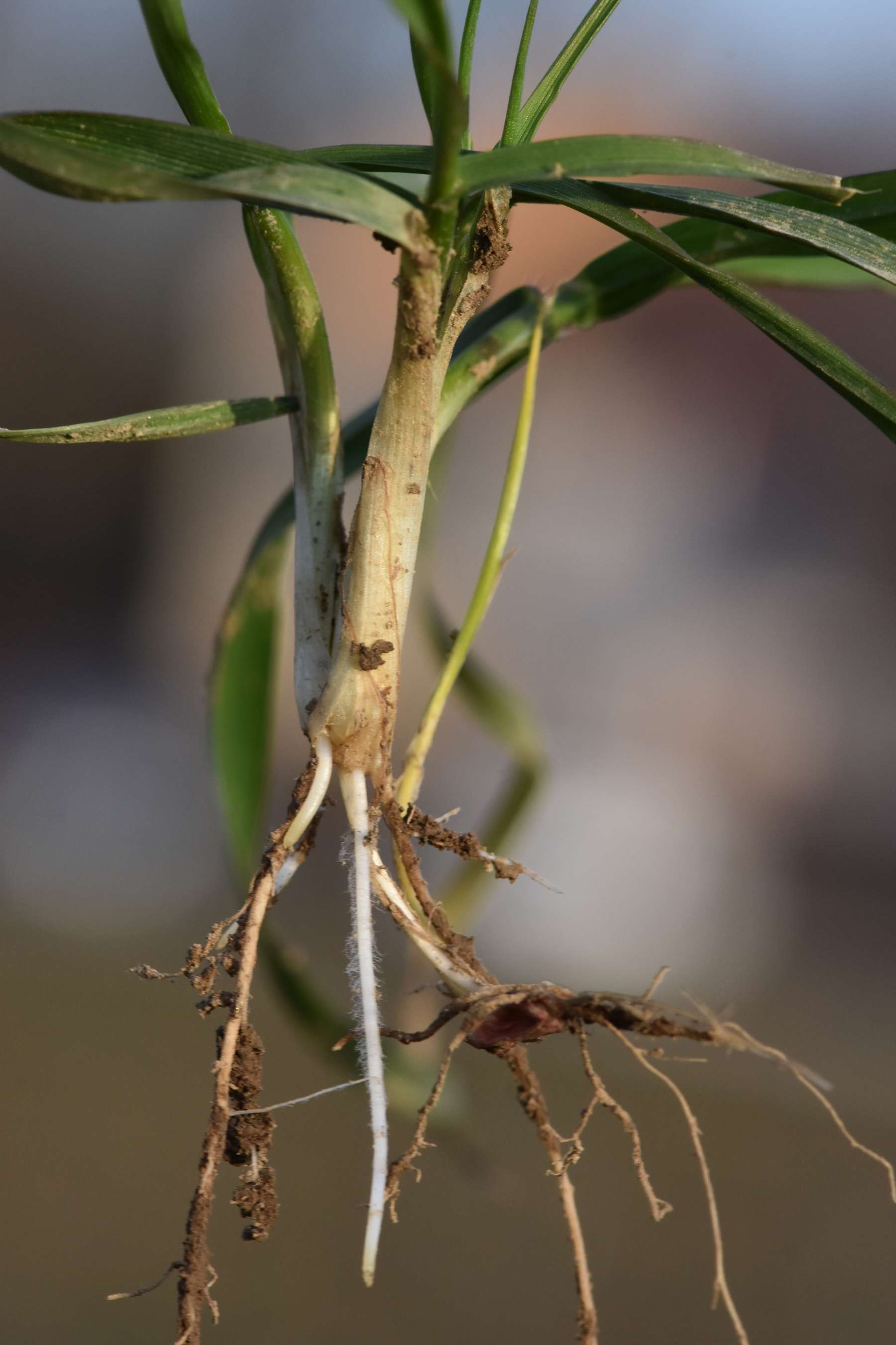 Winterweizen - weiße Kronenwurzeln länger als 3 cm.jpg © LK OÖ/Köppl
