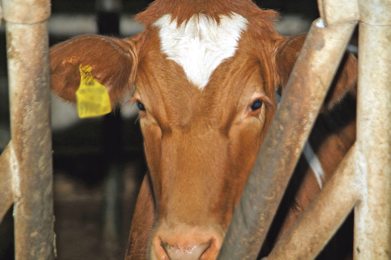 MKS-Risiko für eigenen Betrieb im Auge behalten.jpg © Dürnberger