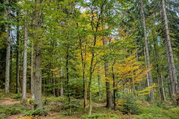 Mischwald_groß_Agrarfoto.jpg © agrarfoto.com