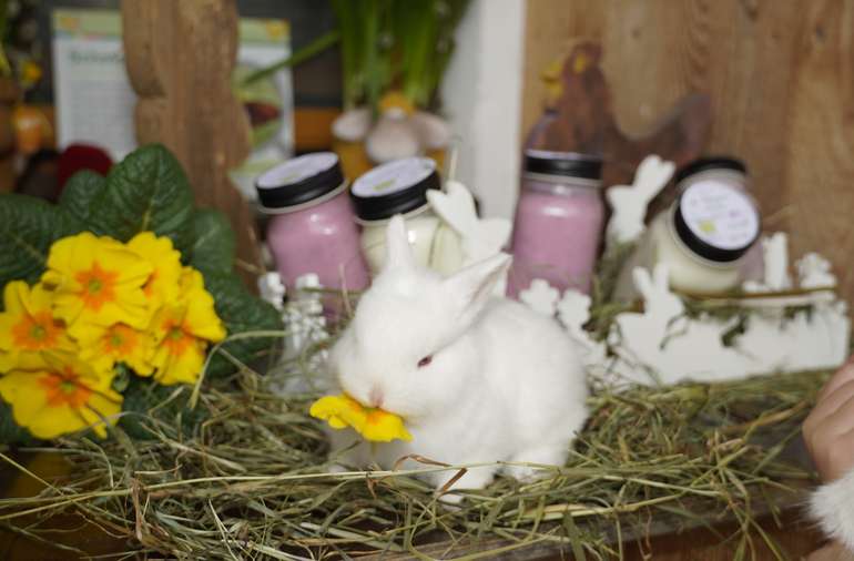 sb14_mt_hase.jpg © Dürnberger sb14_mt_hase.jpg © Dürnberger