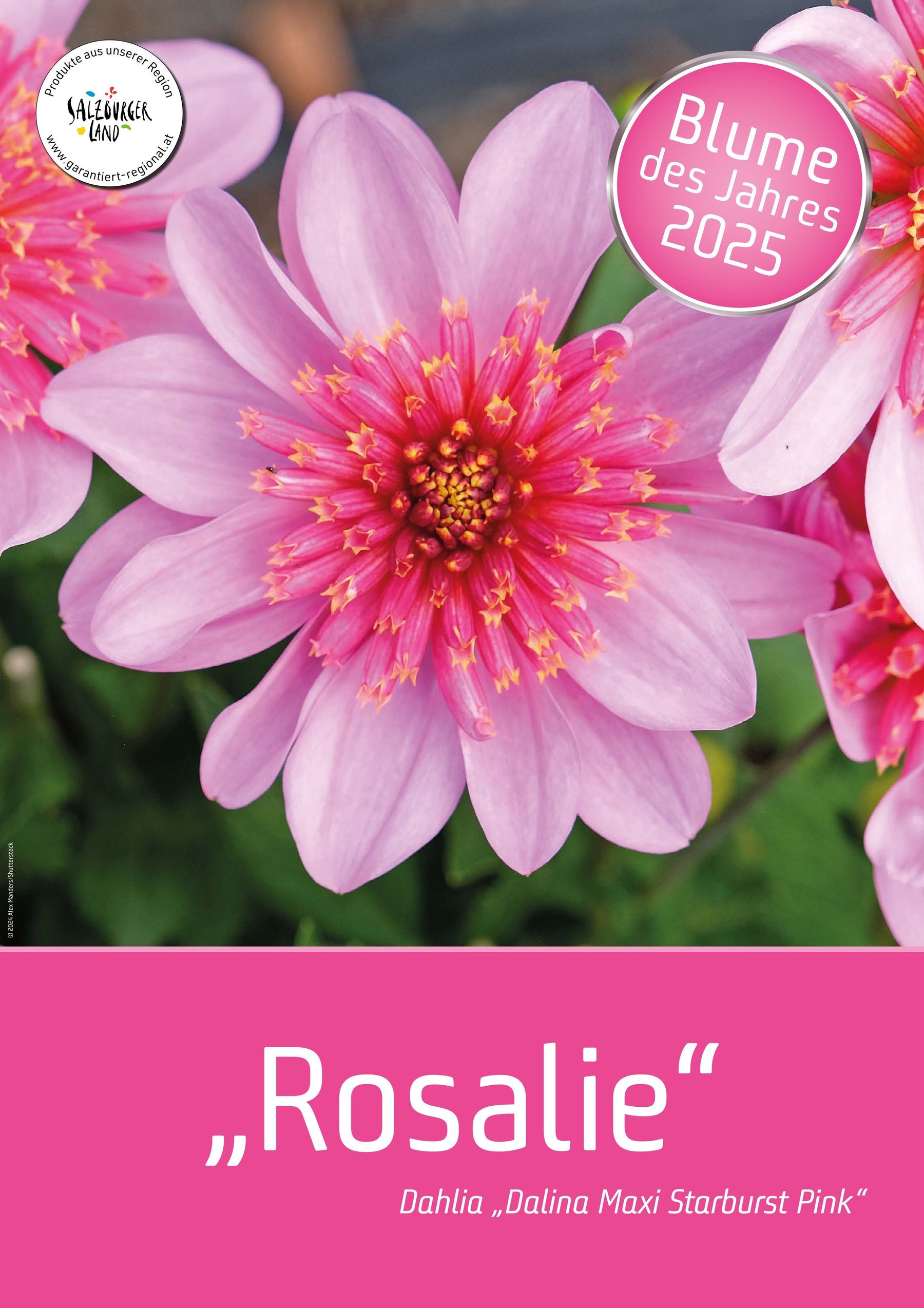 Dahlie Dalina Maxi  Starburst Pink , der wir den Namen „Dahlia Rosalie“ .jpg © Archiv Dahlie Dalina Maxi  Starburst Pink , der wir den Namen „Dahlia Rosalie“ .jpg © Archiv