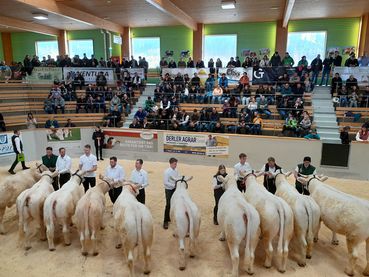 GesamtentscheidCharolais_weiblich.jpg © caRINDthia GesamtentscheidCharolais_weiblich.jpg © caRINDthia