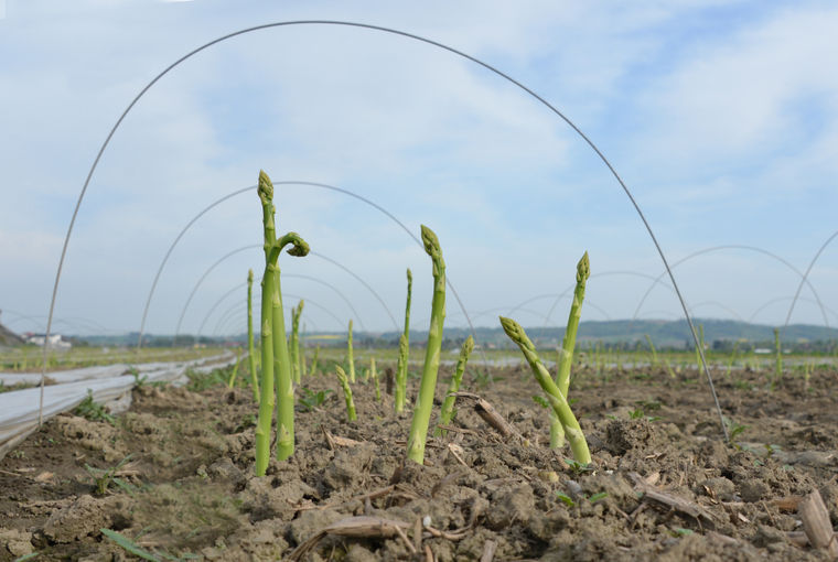 GRÜNER_AM_FELD_UNTER_BÖGEN_LK OÖ_klein.jpg © Landwirtschaftskammer OÖ GRÜNER_AM_FELD_UNTER_BÖGEN_LK OÖ_klein.jpg © Landwirtschaftskammer OÖ