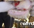 © EuFMD/FAST