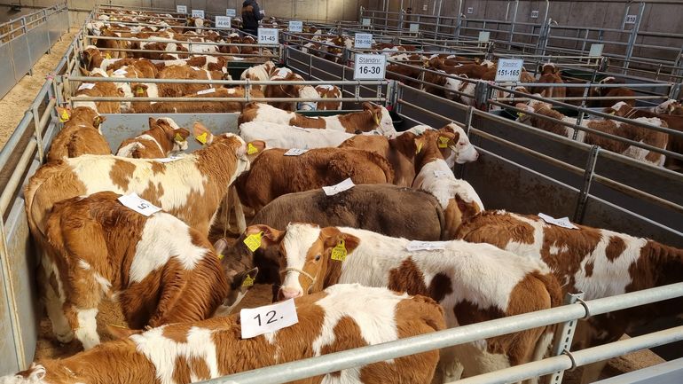 20250319_101752.jpg © RZO/Wiesinger 20250319_101752.jpg © RZO/Wiesinger