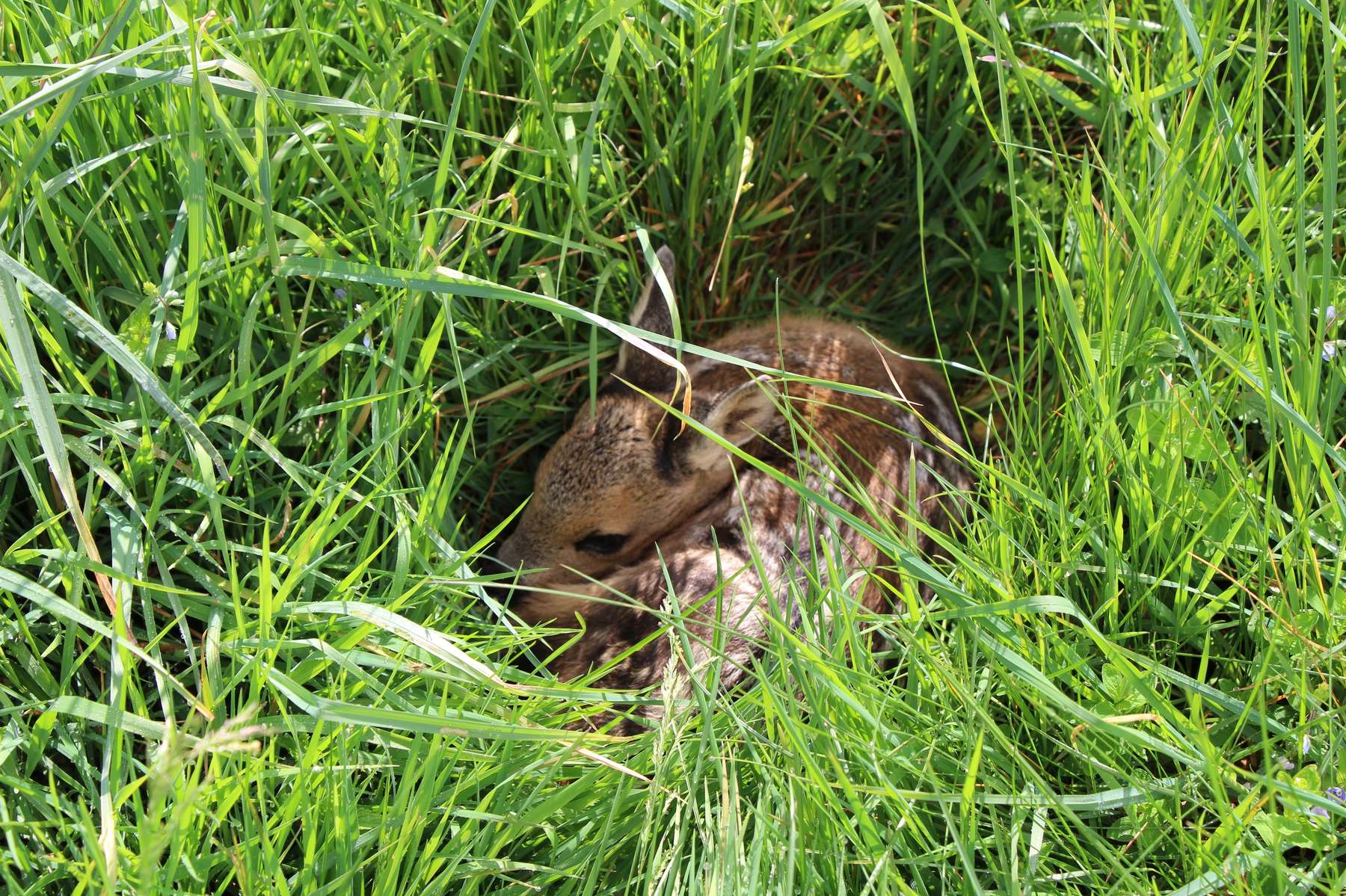 Kitz_in_der_Wiese_LK_OÖ_Fritscher.jpg © LK OÖ Kitz_in_der_Wiese_LK_OÖ_Fritscher.jpg © LK OÖ