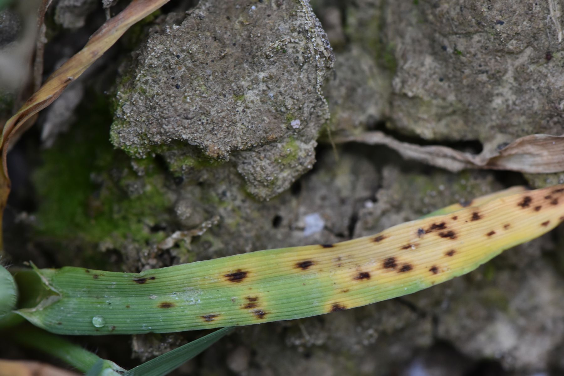 Ramularia auf alten Blättern.jpg © LK OÖ/Köppl