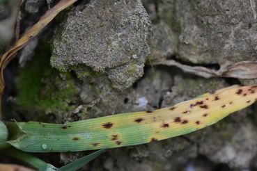 Ramularia auf alten Blättern.jpg © LK OÖ/Köppl