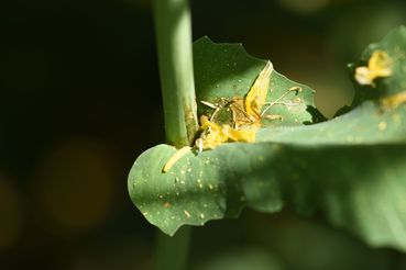 Optimaler Infektionstermin für Sklerotinia ist bei Feuchte und abfallenden Blütenblättern.jpg © LK OÖ/Köppl Optimaler Infektionstermin für Sklerotinia ist bei Feuchte und abfallenden Blütenblättern.jpg © LK OÖ/Köppl