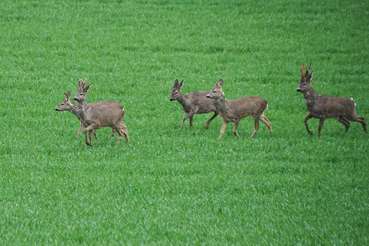 Rehe am Feld.jpg © LK OÖ/Wall