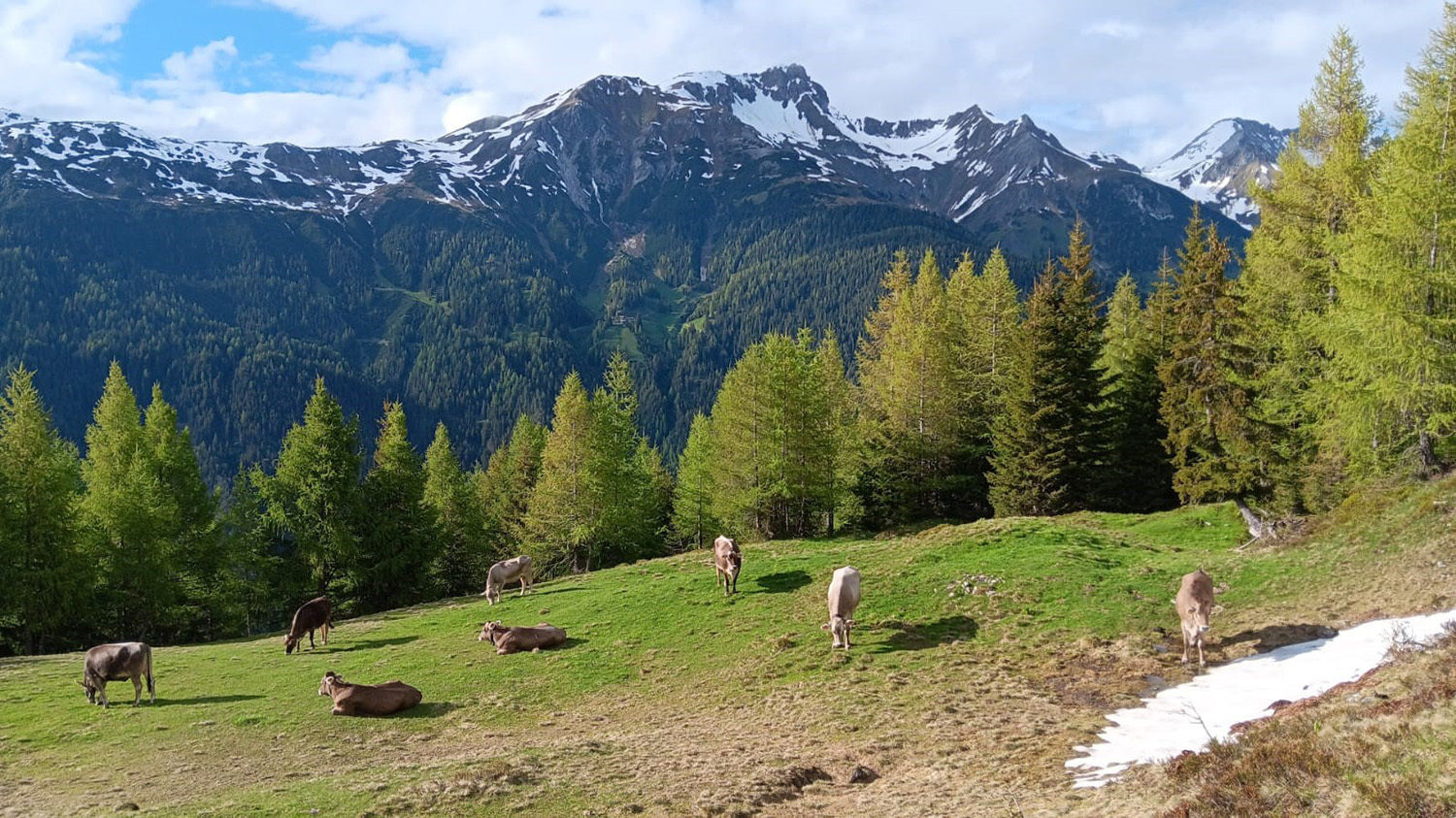 Kühe auf der Almweide © Manuel Klimmer