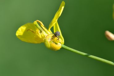Raps-Kohlschotenrüssler auf Blüte.jpg © LK OÖ/Köppl Raps-Kohlschotenrüssler auf Blüte.jpg © LK OÖ/Köppl