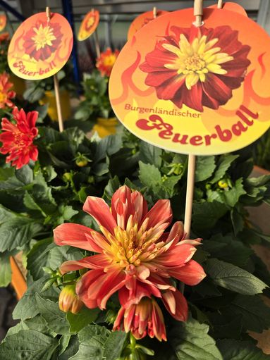 Blume des Jahres_Dahlie.jpg © LKBgld_Tesch-Wessely