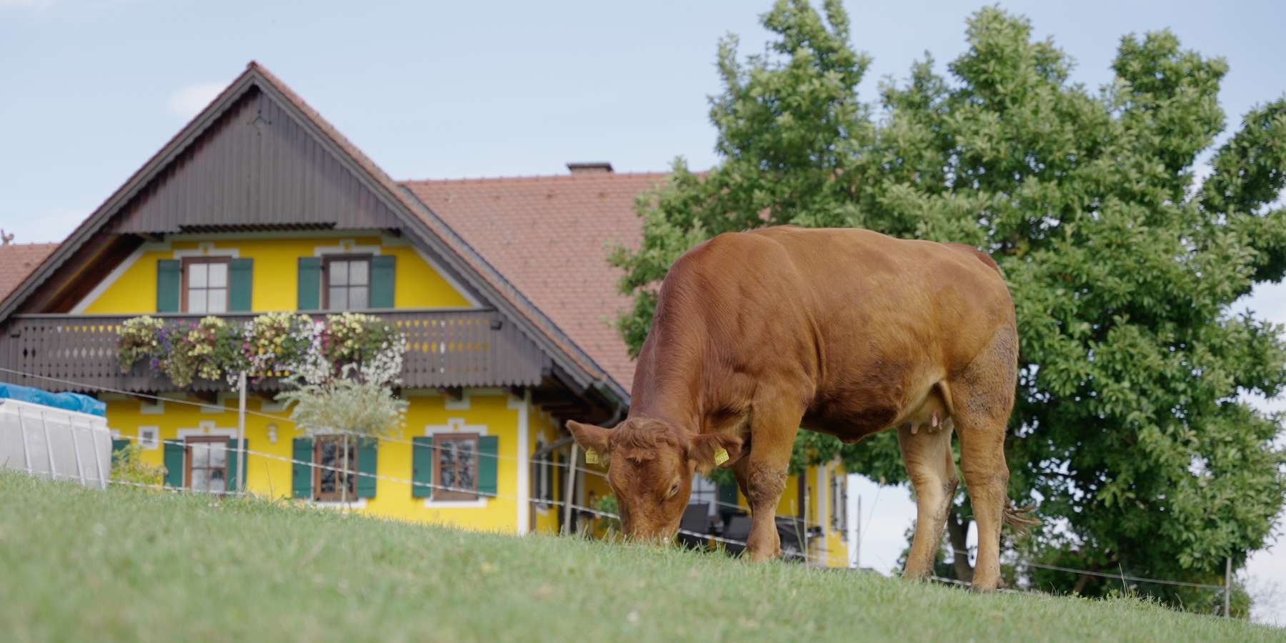 Urlaub am Bauernhof.jpg © Daniel Gollner