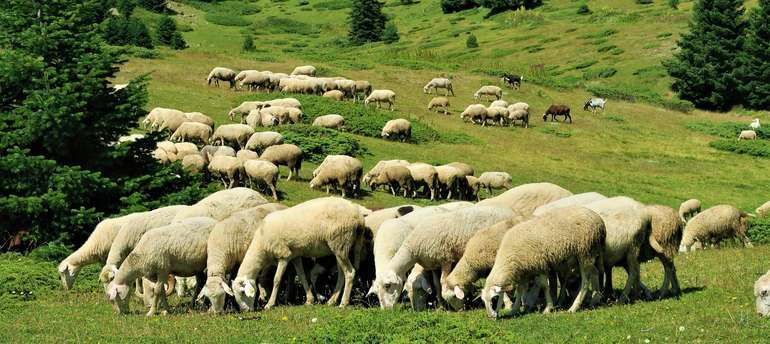 Schafe Alm © Pixabay/ekrem Schafe Alm © Pixabay/ekrem