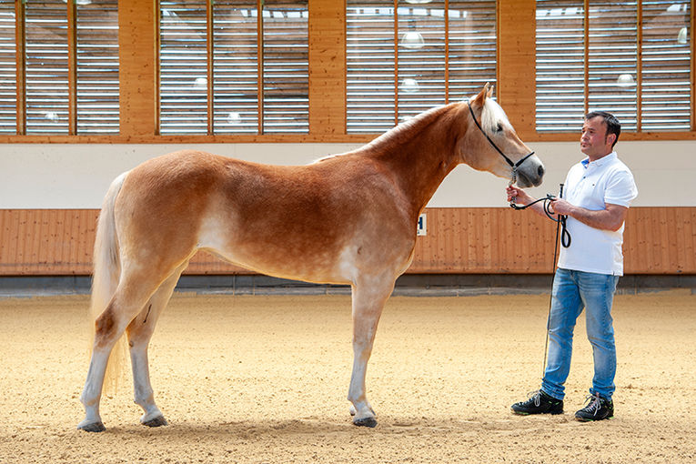 © Haflingerzuchtverein Vorarlberg / Bob Schouten