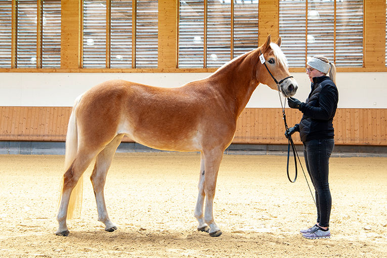 © Haflingerzuchtverein Vorarlberg / Bob Schouten © Haflingerzuchtverein Vorarlberg / Bob Schouten