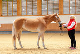 © Haflingerzuchtverein Vorarlberg / Bob Schouten