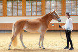 © Haflingerzuchtverein Vorarlberg / Bob Schouten