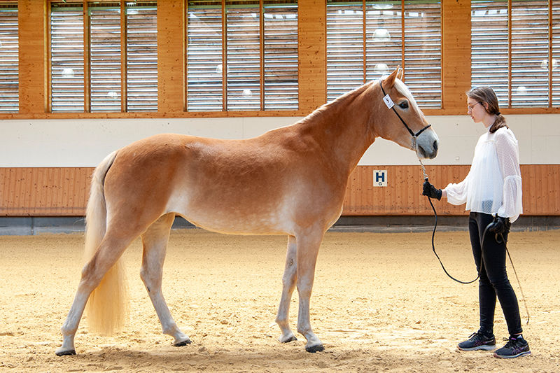 © Haflingerzuchtverein Vorarlberg / Bob Schouten