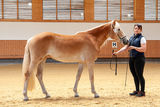 © Haflingerzuchtverein Vorarlberg / Bob Schouten