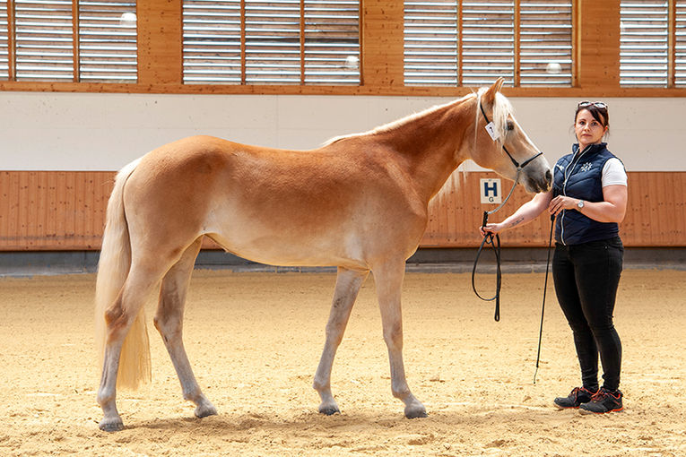 © Haflingerzuchtverein Vorarlberg / Bob Schouten