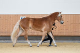 © Haflingerzuchtverein Vorarlberg / Bob Schouten