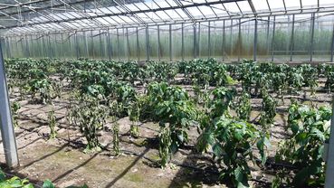Phytophthora_capsici_aktuelle Herausforderungen.jpg © LK Steiermark/Garten