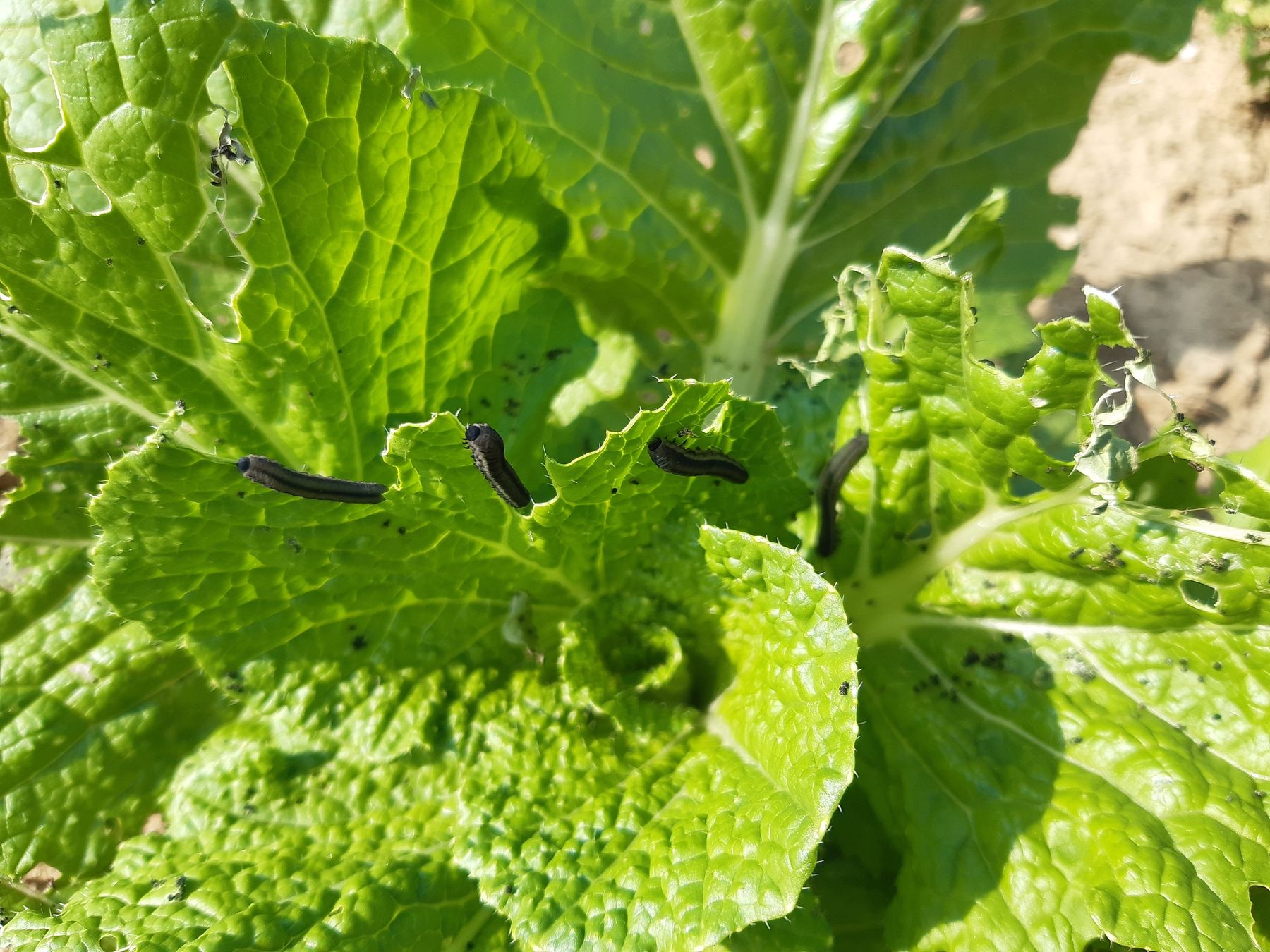 Rübsenblattwespe Salatberatung.jpg © LK Steiermark/Oswald