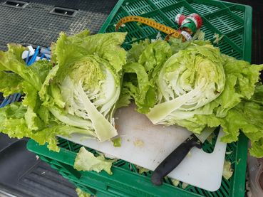 Versuche Salat.jpg © LK Steiermark/Oswald