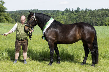 Norikerstute July_Foto Hainzl.jpg © Viktoria Hainzl