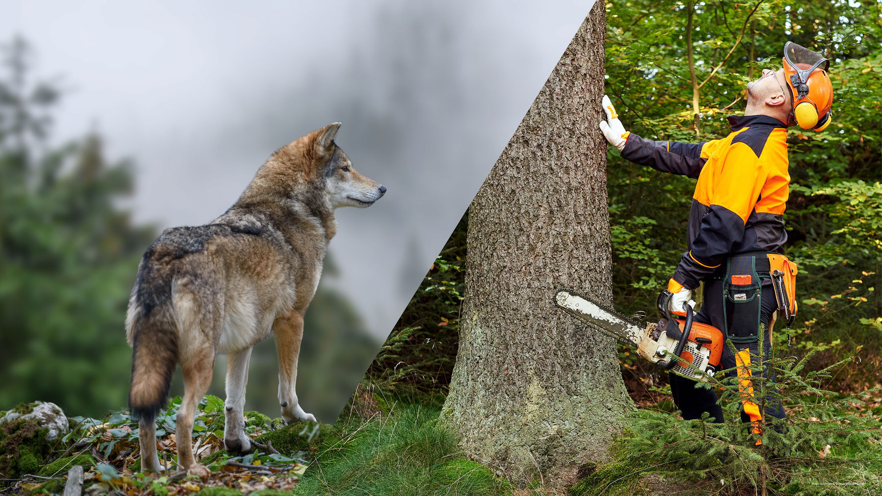Wolf und Entwaldung: Unbürokratische  Regelungen nötig!.jpg © Archiv Wolf und Entwaldung: Unbürokratische  Regelungen nötig!.jpg © Archiv