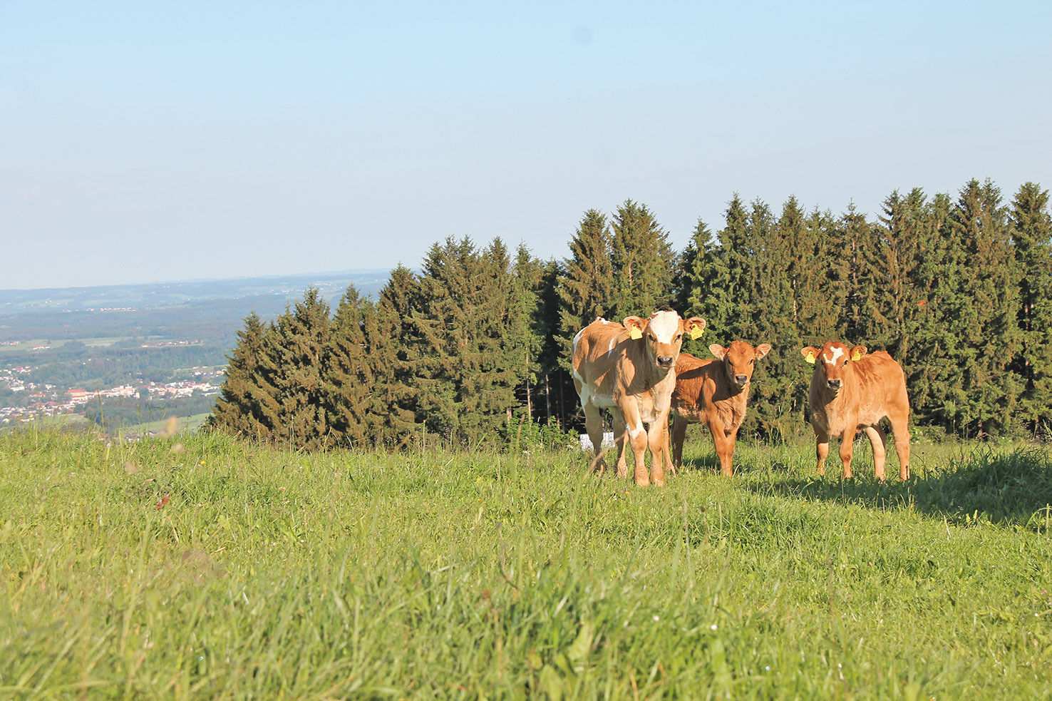 Mutterkuhhaltung bedeutet exaktes Management .jpg © Hatheier