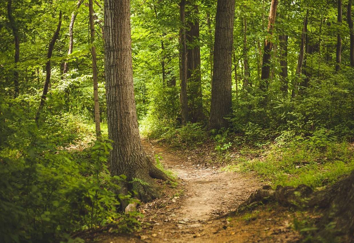 Wald © pexels