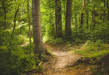 Wald © pexels Wald © pexels