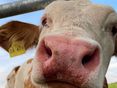 Akut Flotzmaul Kalb © LandVET