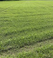 Erdmandelgras.jpg © LK Kärnten/Hannes Stich Erdmandelgras.jpg © LK Kärnten/Hannes Stich